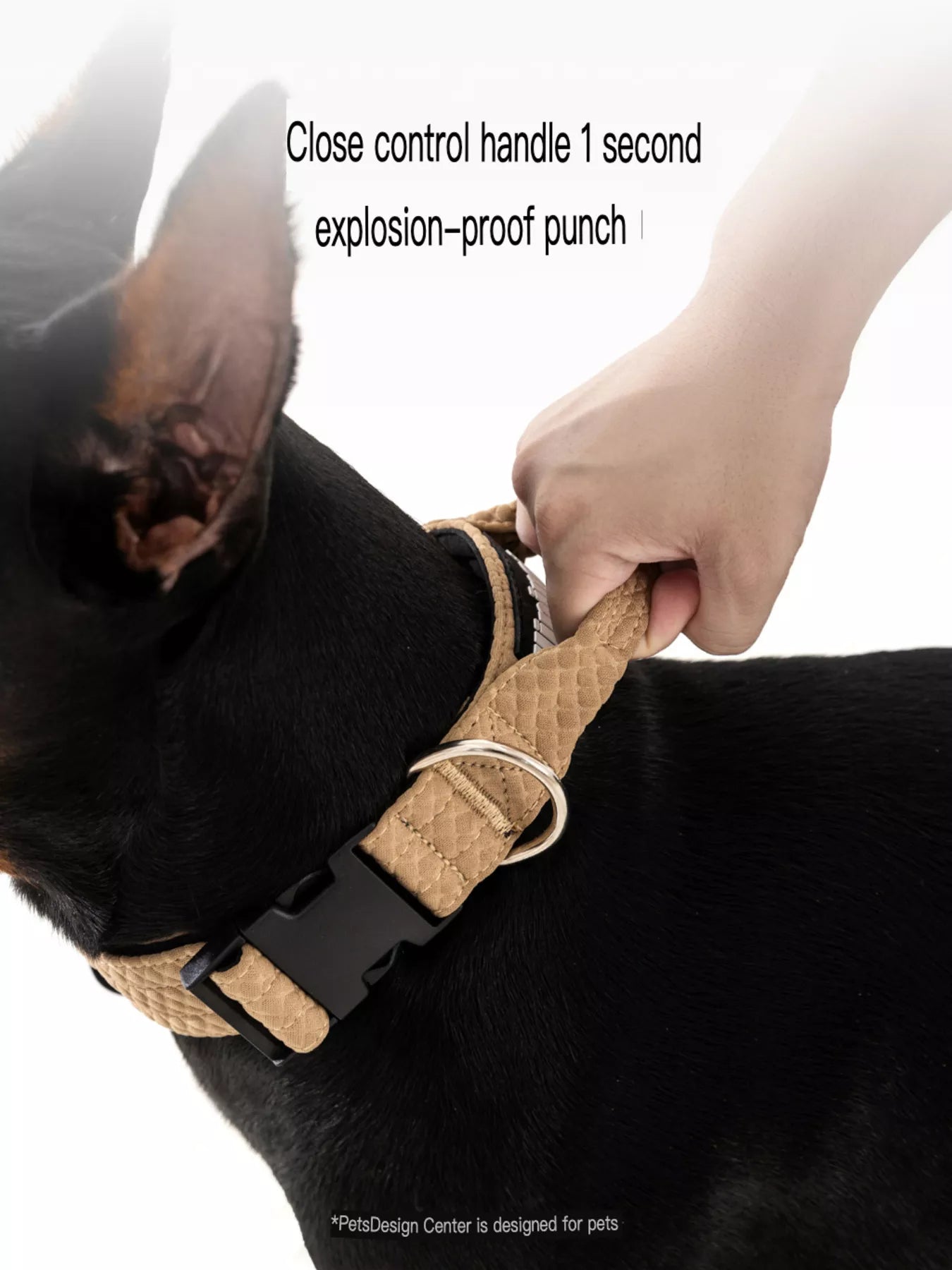 Pet wearing protective anti-bite neck guard collar