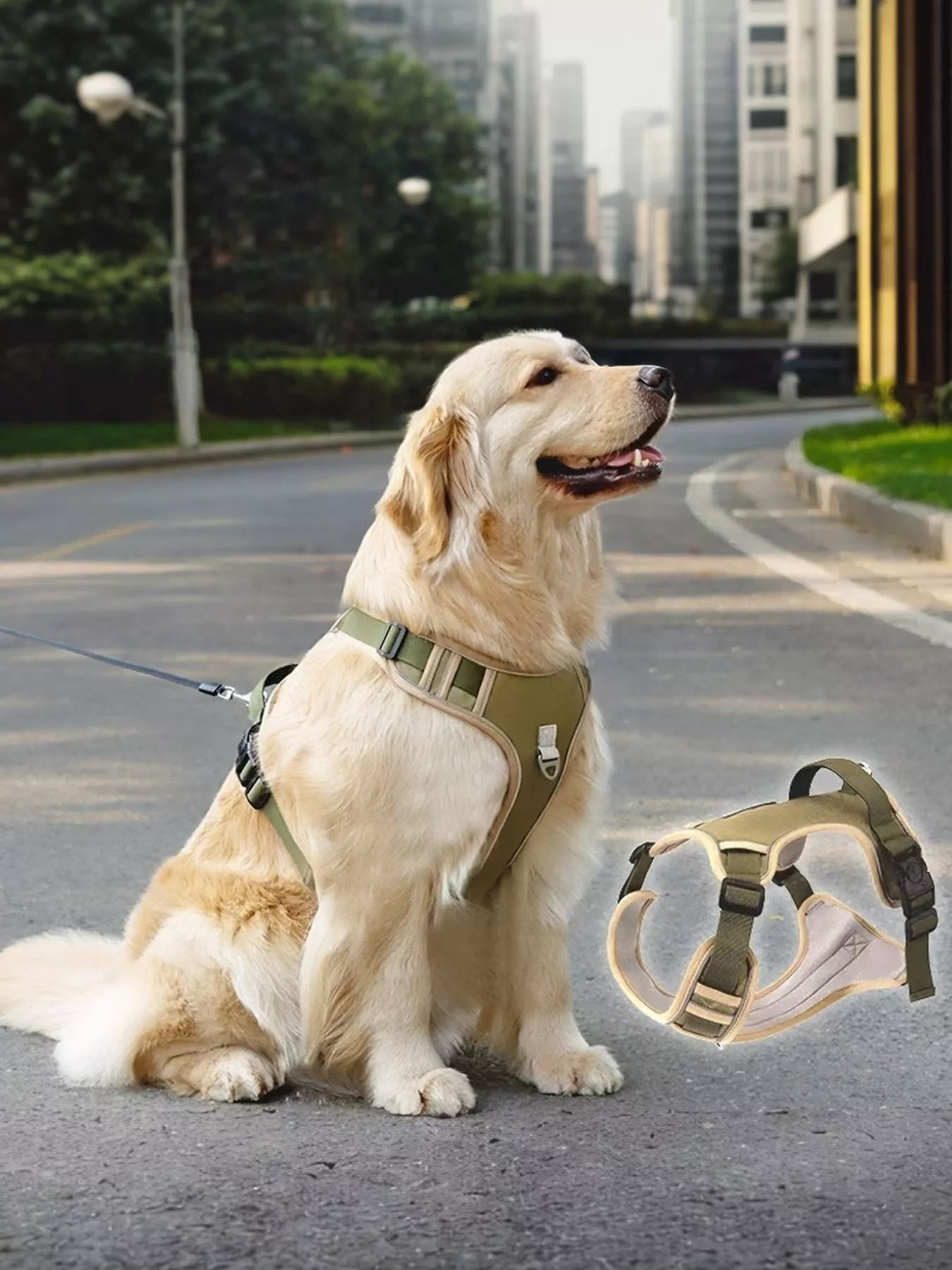Pet wearing adjustable reflective harness during walk